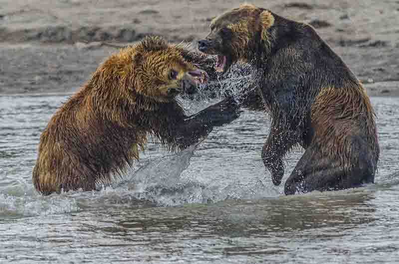 Oso Pardo - Kamchatka - Rusia 04.jpg